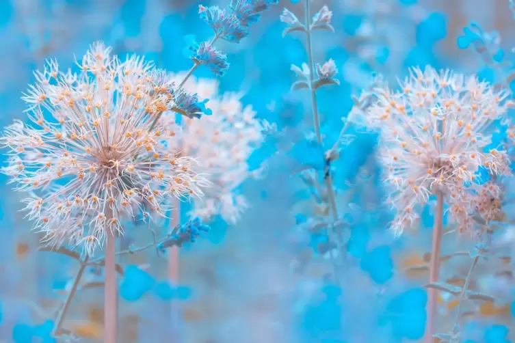 &bdquo;Auch Verbl&uuml;htes ist sch&ouml;n&ldquo;, sagt Fotografin Ulrike Adam &uuml;ber ihr Motiv, das Zierlauch-Bl&uuml;ten und Katzenminze im Botanischen Gar