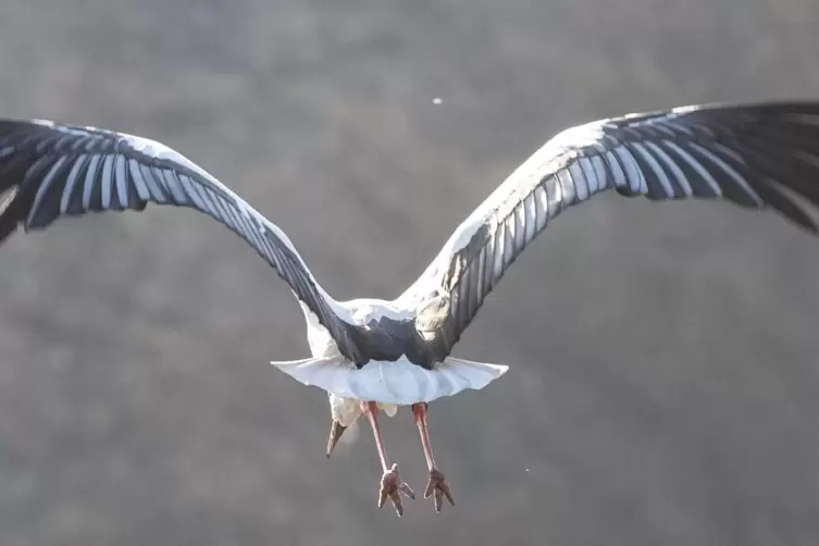 St&ouml;rche finden auch bei niedrigen Temperaturen Futter. Notfalls fliegen sie in w&auml;rmere Gefilde. 