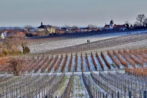 Ausblick über winterliche Weinberge Richtung Wachenheim.