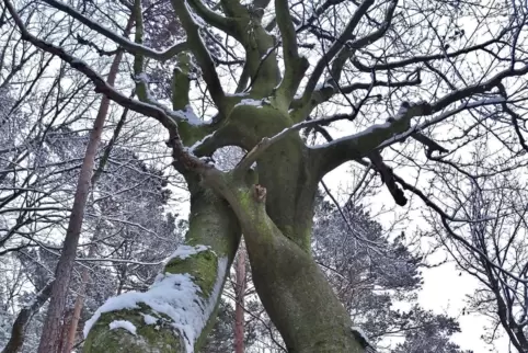Ineinander verschlungen und verflochten: Die Buchenstämme an einem Waldpfad zwischen Kurpfalzpark und Weißem Stich. 