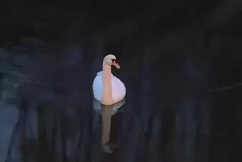 Dem Schwan gehe es gut, sagen die Tierretter von DRK.