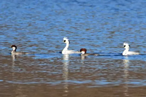 Auf dem Marxschen Weiher bei Waldsee (Rhein-Pfalz-Kreis) ziehen zwei Zwergsäger-Männchen (weißes Gefieder) und zwei Weibchen (br
