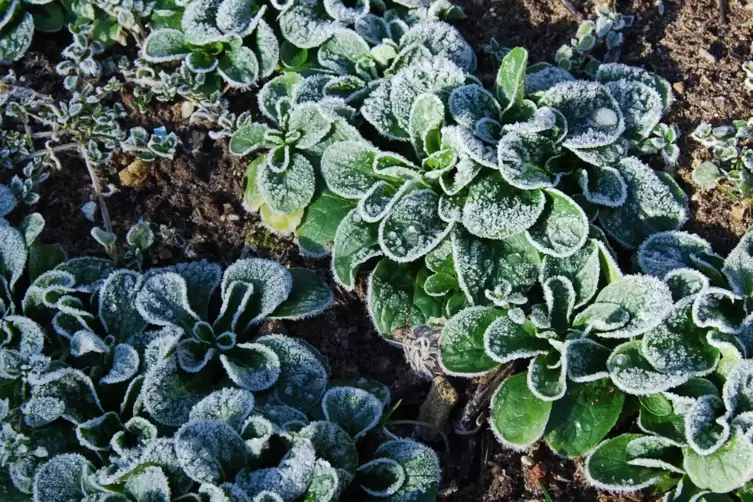 Auch im Winter gibt&rsquo;s Ernte, zum Beispiel Feldsalat. 
