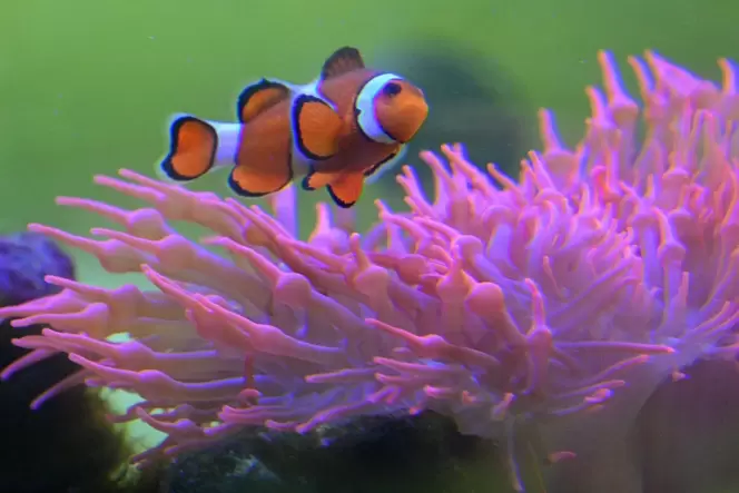 Clownfisch Nemo zieht einsame Kreise in seinem Aquarium in der Saarbrücker Karstadt-Passage.