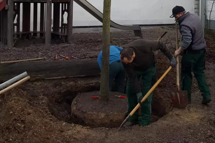 Zuvor wurde der Stamm samt Wurzelwerk und Erdballen freigegraben. 