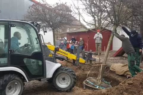 Andreas Reinig und seine Mitarbeiter heben einen Ahornbaum mit dem Radlader aus. Die Kita-Kinder schauen aus sicherer Entfernung