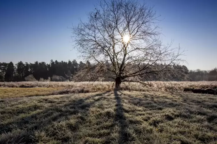 Laubbäume schützen sich vor dem Winter vor allem dadurch, dass sie ihre Blätter abwerfen – aber nicht nur. 