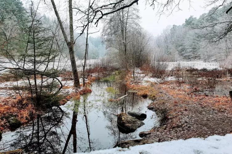 Die Verlandungszone am Gelterswoog bietet im Winter eine traumhafte Kulisse zum Spazieren.