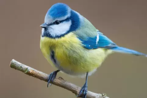 Für Blaumeisen sind die Eichenprozessionsspinner ein Leckerbissen. Die Brennhaare der Raupen sind den Vögeln egal.