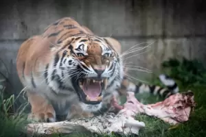 Tierart bekommt 15 000 Euro vom Land, um damit unter anderem das Futter für die Tiere bezahlen zu können. Das Foto zeigt Tigerin