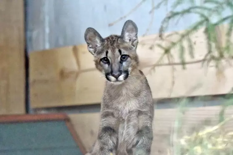 Puma Tikam war erst wenige Monate alt, als er vor zwei Jahren im Februar zu Tierart kam. 