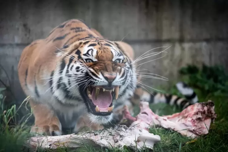 Tierart bekommt 15 000 Euro vom Land, um damit unter anderem das Futter f&uuml;r die Tiere bezahlen zu k&ouml;nnen. Das Foto zeigt Tigerin