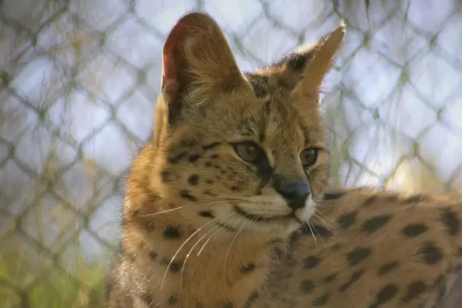 Serval Kiano, der im vergangenen Jahr nach Maßweiler kam, bekommt ein eigenes Gehege. Ein Serval ist eine afrikanische Wildkatze