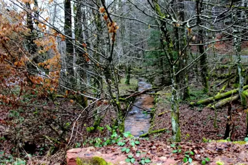 Im Zieglertal zwischen Merzalben und Hinterweidenthal ist ein Blick in die Kernzone des Biosphärenreservats Pfälzerwald-Nordvoge