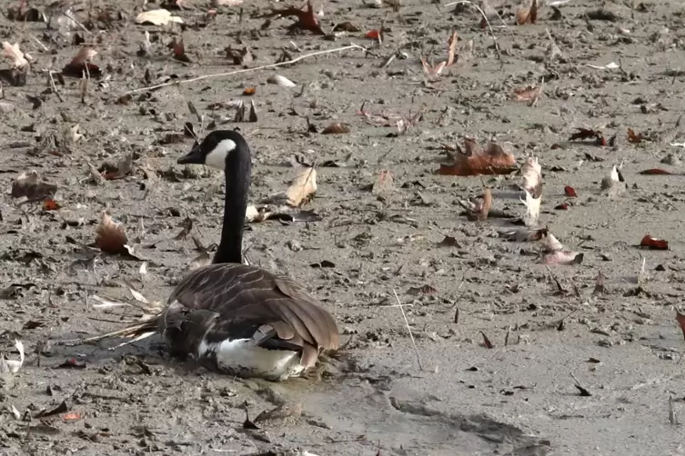 Die allermeisten V&ouml;gel haben sich aus dem Staub gemacht. Nur eine Kanadagans mit kaputtem Fl&uuml;gel ist geblieben. 
