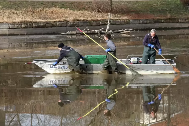 Die Berufsfischer sammeln mit Elektrokeschern die letzten Fische ein. 
