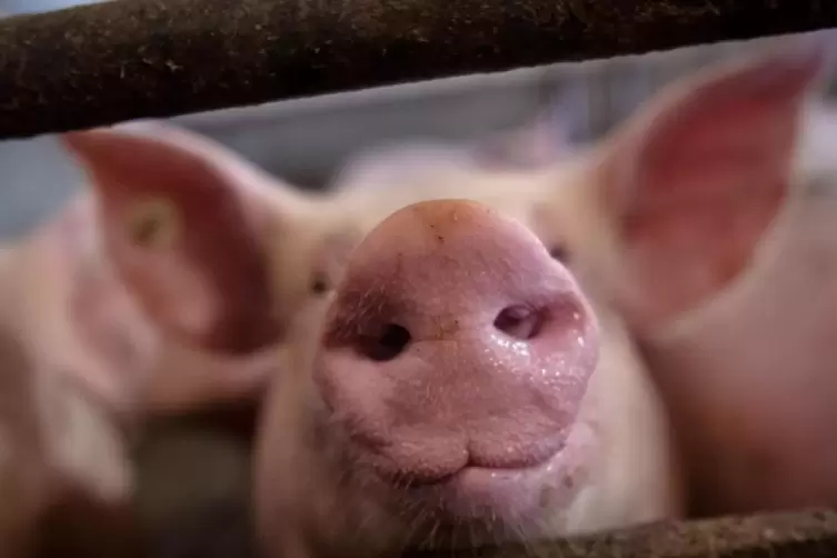 Die Anzahl der gehaltenen Schweine ging innerhalb eines Jahres um 5 Prozent zurück. 