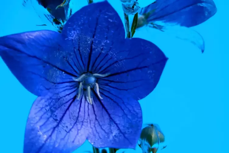 Die Blaue Blume des Fotografen: neue Unterwasser-Arbeit von Hamdy Reda.