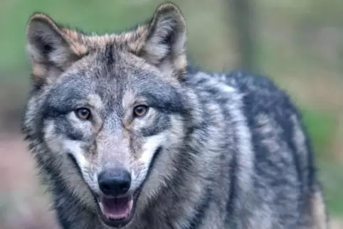 Faszination Wolf.