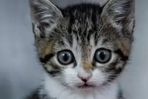 Katzenjunge haben meist kein Problem bei der Vermittlung. In den Tierheimen warten aber auch viele ältere Katzen auf ein neues Z
