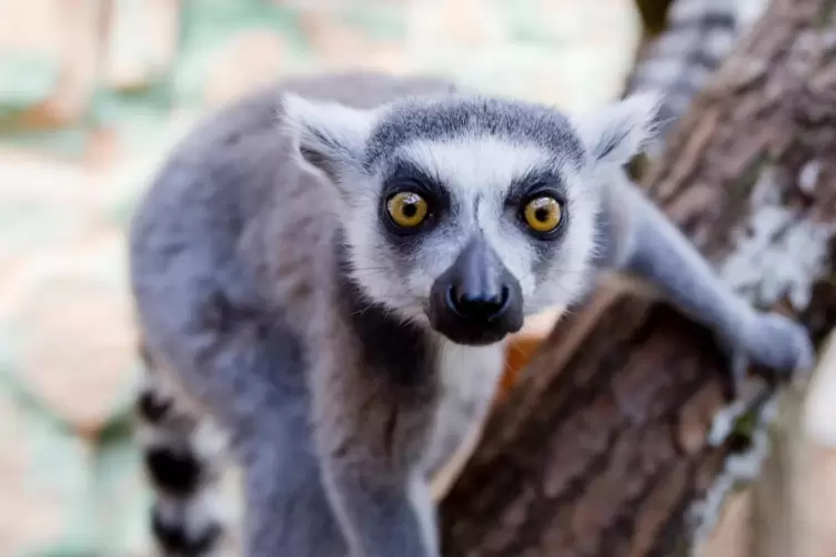 Dürfen ab Montag wieder Besucher sehen: die Lemuren im Zoo.