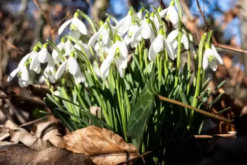 Sonnig, aber nachts auch frostig bleibt es im März. 