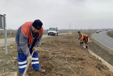 An der B 271 werden derzeit Bäume und Sträucher gesetzt. 