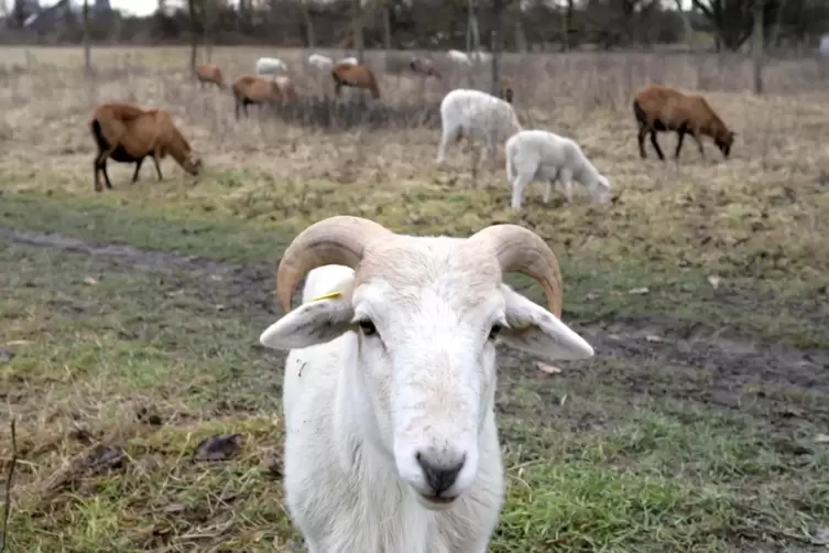 Natürliche Rasenmäher: Beim Beweidungsprojekt kommen unter anderem Schafe und Ziegen zum Einsatz. Unser Foto zeigt die Tiere im 