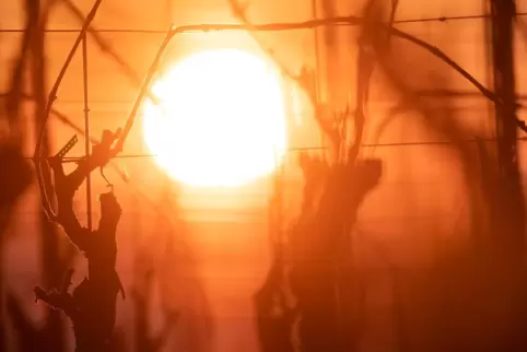 Die Sonne hinter noch kahlen Reben auf. 