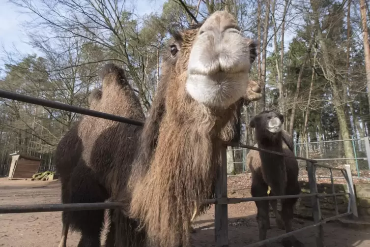 Seit Montag hat der Zoo im Kaiserslauterer Stadtteil Siegelbach wieder geöffnet. 