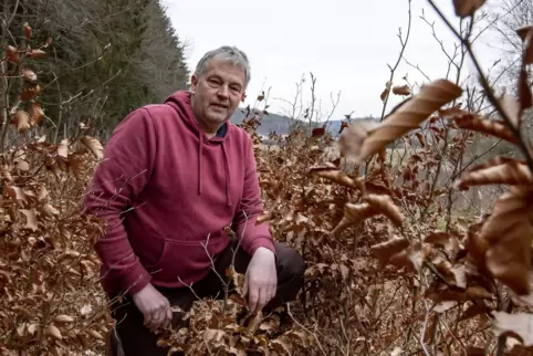  Thomas Butenschön sieht auf dem Gelände der Firma Steingaesser nach den vierjährigen Rotbuchen.