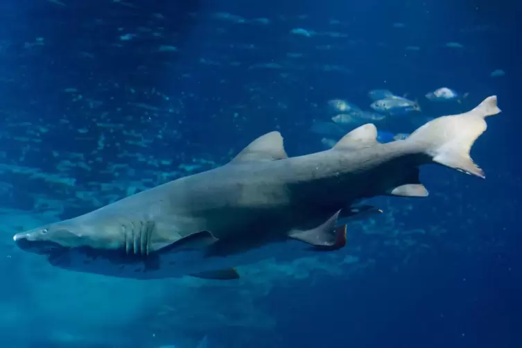 Haie aus der Nähe anschauen: Das Pfungstadter Groß-Aquarium „Shark City“ soll 20-mal so groß sein wie das „Sea Life“ in Speyer. 