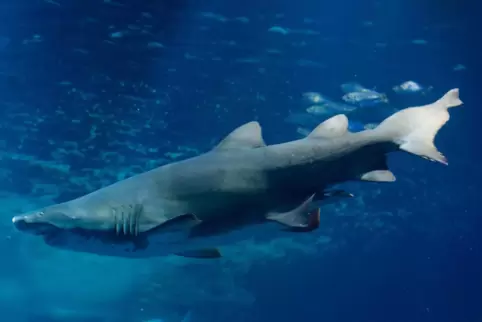 Haie aus der Nähe anschauen: Das Pfungstadter Groß-Aquarium „Shark City“ soll 20-mal so groß sein wie das „Sea Life“ in Speyer. 
