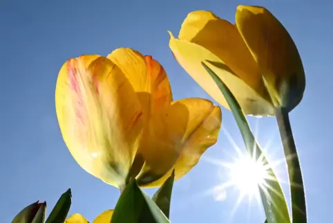 Blühen bald: Tulpen.