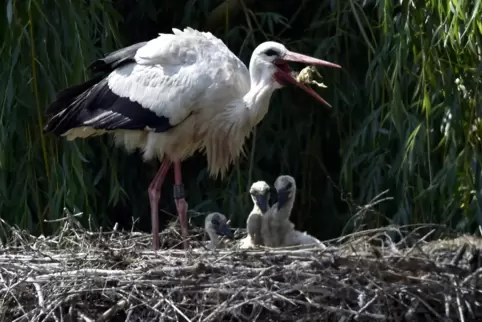 Die Tiere des Vogelparks – hier ein Storch bei der Fütterung seiner Küken im Jahr 2018 – befinden sich weiterhin in Quarantäne. 