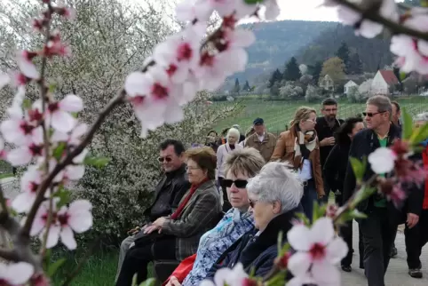 Viele Besucher kommen traditionell zur Mandelblüte. 