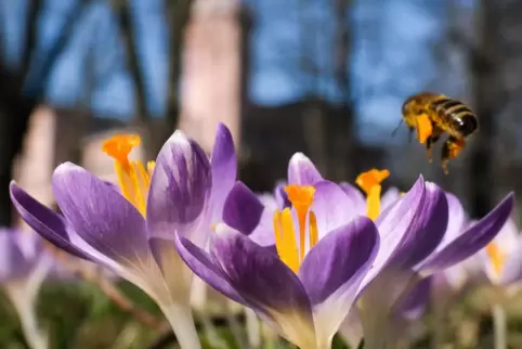 Ein sonniges Wochenende erwartet die Pfalz. 
