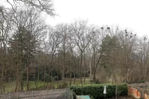 Der Blick auf den Goethepark könnte bald frei werden.