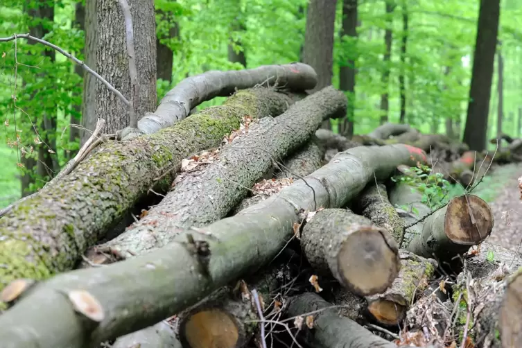Für eine Zertifizierung des 110 Hektar großen Gemeindewaldes ist eine einmalige Förderung in Höhe von 11.000 Euro in Sicht.