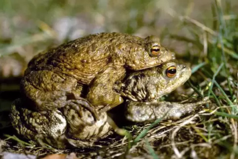 Amphibien wie diese Kröten müssen auf ihrer Wanderung zu ihren Laichgewässern die K16 queren. 
