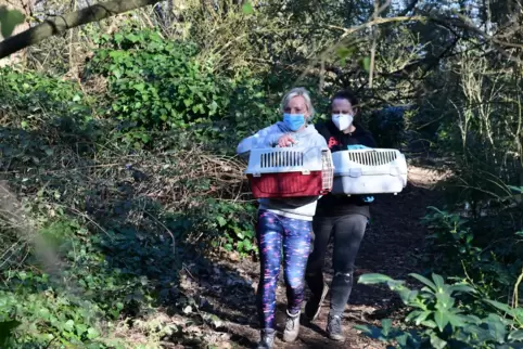 Sowas hätten die Tierschützer noch nicht gesehen, gaben sie während des Einsatzes an. Über 150 Katzen-Kadaver waren laut Polizei