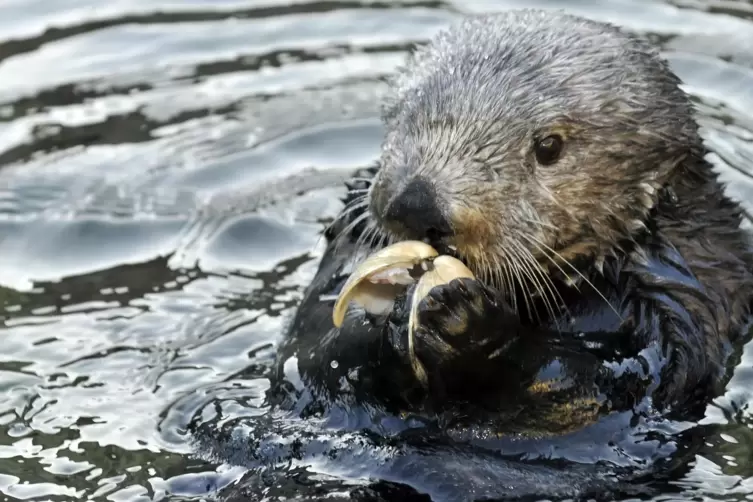 Otter lieben Steine. Sie rollen und stapeln sie, schlagen sie gegeneinander, jonglieren mit ihnen. Ein Forschungsprojekt in Tübi