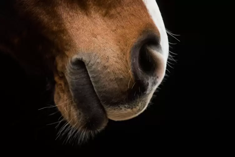 Hat das Pferd das Herpesvirus? Das ist meist erst zu erkennen, wenn es zu spät ist. 