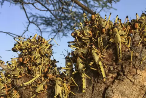 Ende 2019 erlebte Ostafrika die seit Jahrzehnten schlimmste Plage von Wüstenheuschrecken. 