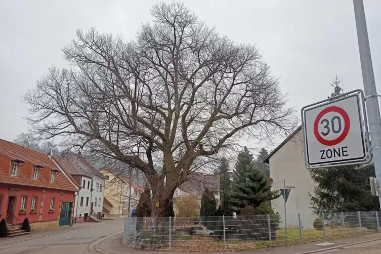 Ein imposanter Baum: die Luitpold-Linde von 1891 in Kirrberg.