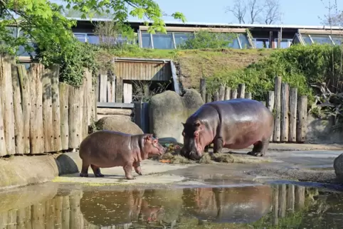 Vielleicht muss auch der Karlsruher Zoo bald wieder schließen Publikumsliebling Halloween, dass kleine Flusspferd, wäre dann auc