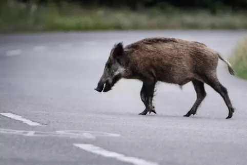 Ein Spaziergang, den nicht alle Wildschweine überleben.