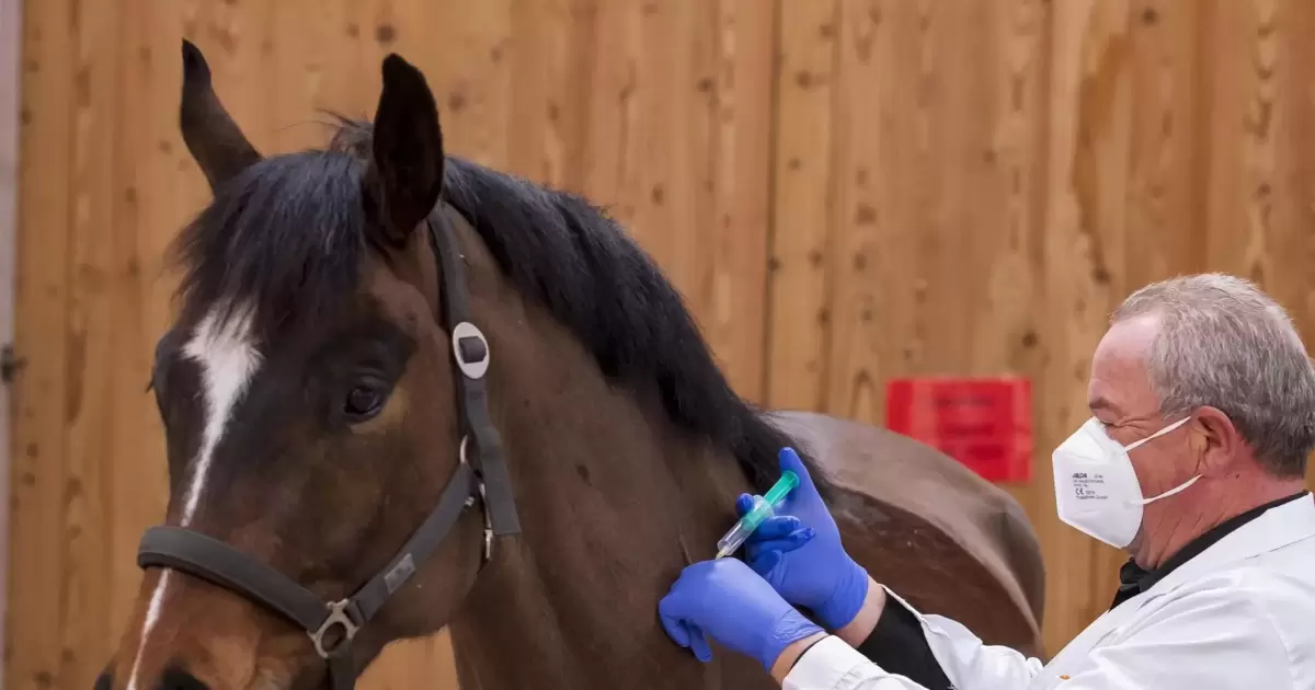 Herpesvirus Pferd Auf Mensch übertragbar www.rheinpfalz.de