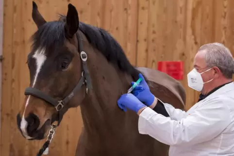 Eine Herpes-Schutzimpfung kann Pferdeleben retten.