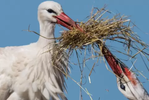 Der Weißstorch steht im Mittelpunkt des Wettbewerbs. 